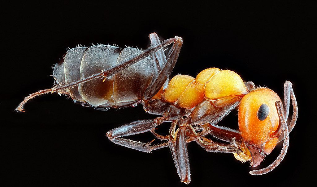 Ant Control service in Hammond, IN