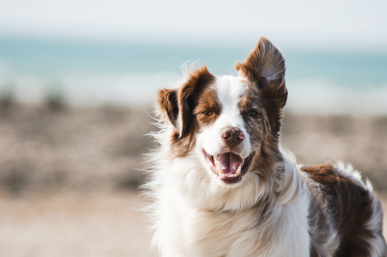 Flea & Tick Control service in Hammond, IN