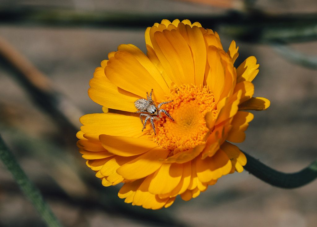 Spider Control service in Hammond, IN